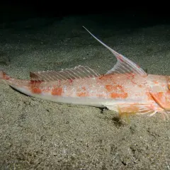 Le grondin, poisson aux couleurs rosées et aux taches orangées, repose sur un fond sableux. Sa nageoire dorsale est dressée, prête à l'action.
