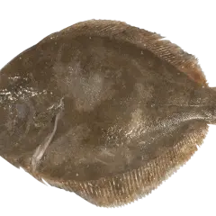 Poisson barbu, plat et brun, prêt à être cuisiné.