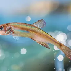 Un poisson ailé aux reflets irisés nage dans une eau bleutée, entouré de bulles lumineuses.