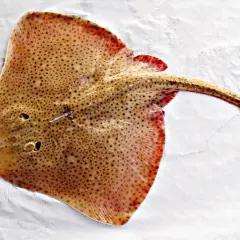 Une raie dorée, tachetée de brun et bordée de rouge, repose sur un fond blanc. Sa forme aplatie et sa longue queue sont visibles.
