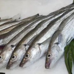 Une rangée de merlu poisson frais sur de la glace, prêts à être cuisinés.