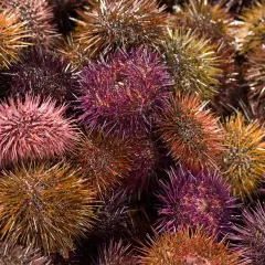 Un assortiment coloré d'oursins à manger, prêts à être dégustés.