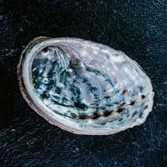Une coquille d'ormeau nacrée sur fond sombre, prête pour une recette d'ormeau.
