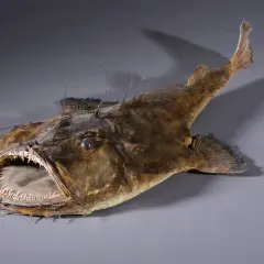 Poisson des profondeurs à la gueule béante et aux dents acérées, aussi connu sous l'autre nom de la lotte.