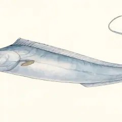 Un poisson sabre bleu, aux reflets argentés, glisse gracieusement sur un fond clair. Sa longue silhouette élancée évoque la rapidité et l'élégance.