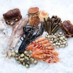 Assortiment de fruits de mer frais sur glace : langoustines, homard, crabes, couteaux, coquillages, calamars. Idéal pour la conservation poisson frais frigo.