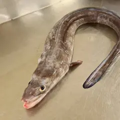 Un congre frais, prêt pour une délicieuse recette. Sa peau marbrée et sa forme serpentine invitent à la préparation d'un plat savoureux.