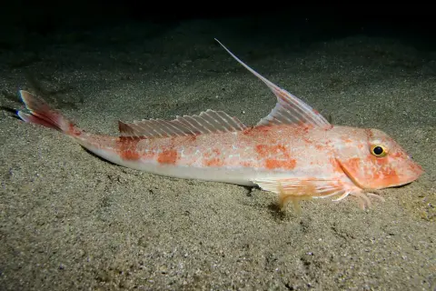 Le grondin, poisson aux couleurs rosées et aux taches orangées, repose sur un fond sableux. Sa nageoire dorsale est dressée, prête à l'action.