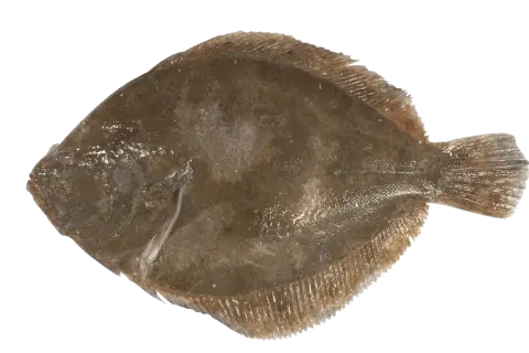 Poisson barbu, plat et brun, prêt à être cuisiné.
