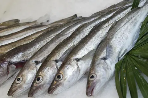Une rangée de merlu poisson frais sur de la glace, prêts à être cuisinés.