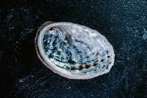 Une coquille d'ormeau nacrée sur fond sombre, prête pour une recette d'ormeau.