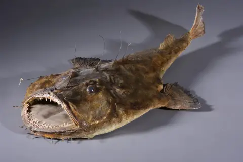 Poisson des profondeurs à la gueule béante et aux dents acérées, aussi connu sous l'autre nom de la lotte.
