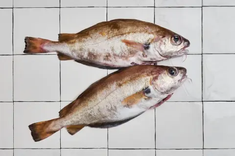 Deux poissons tacauds frais, prêts à être cuisinés, reposent sur un carrelage blanc.