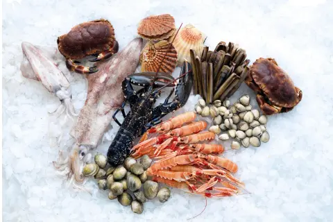 Assortiment de fruits de mer frais sur glace : langoustines, homard, crabes, couteaux, coquillages, calamars. Idéal pour la conservation poisson frais frigo.