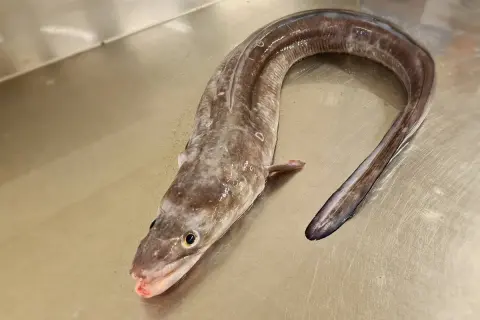 Un poisson congre, long et sinueux, repose sur une surface métallique. Sa peau marbrée et ses yeux vifs captivent le regard.