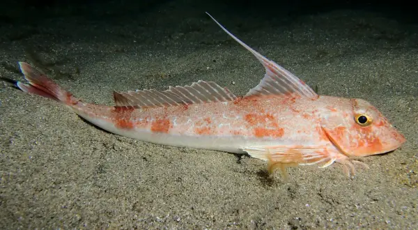 Le grondin, poisson aux couleurs rosées et aux taches orangées, repose sur un fond sableux. Sa nageoire dorsale est dressée, prête à l'action.