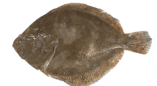 Poisson barbu, plat et brun, prêt à être cuisiné.
