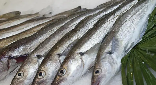 Une rangée de merlu poisson frais sur de la glace, prêts à être cuisinés.