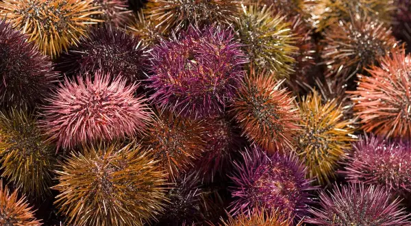 Un assortiment coloré d'oursins à manger, prêts à être dégustés.