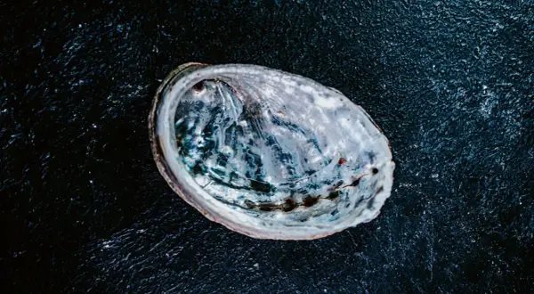 Une coquille d'ormeau nacrée sur fond sombre, prête pour une recette d'ormeau.