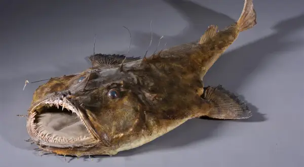 Poisson des profondeurs à la gueule béante et aux dents acérées, aussi connu sous l'autre nom de la lotte.