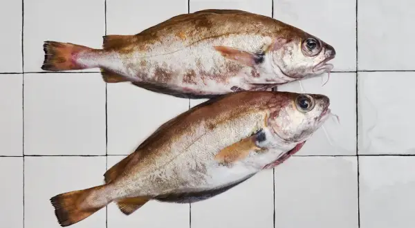 Deux poissons tacauds frais, prêts à être cuisinés, reposent sur un carrelage blanc.