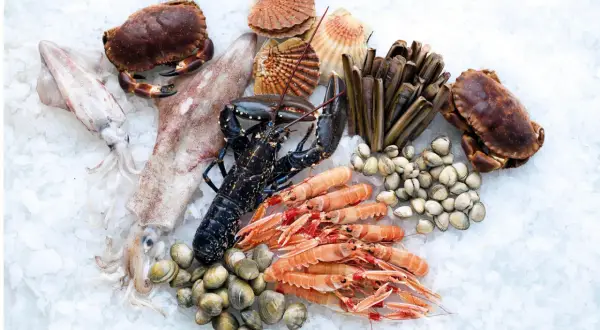 Assortiment de fruits de mer frais sur glace : langoustines, homard, crabes, couteaux, coquillages, calamars. Idéal pour la conservation poisson frais frigo.
