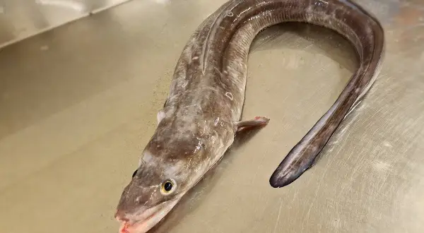 Un poisson congre, long et sinueux, repose sur une surface métallique. Sa peau marbrée et ses yeux vifs captivent le regard.