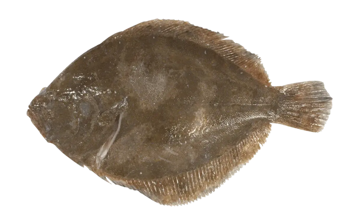 Poisson barbu, plat et brun, prêt à être cuisiné.