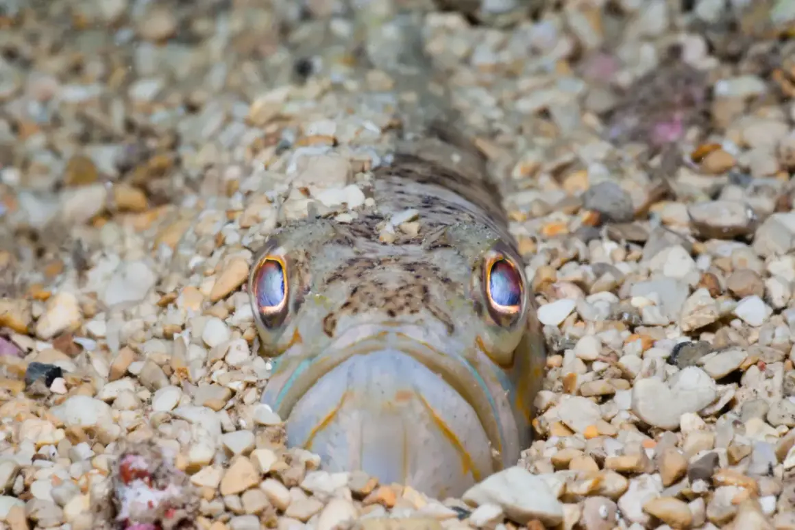 Un poisson aux yeux bleus vifs émerge du sable. Il semble attendre patiemment, un vrai vive poisson.