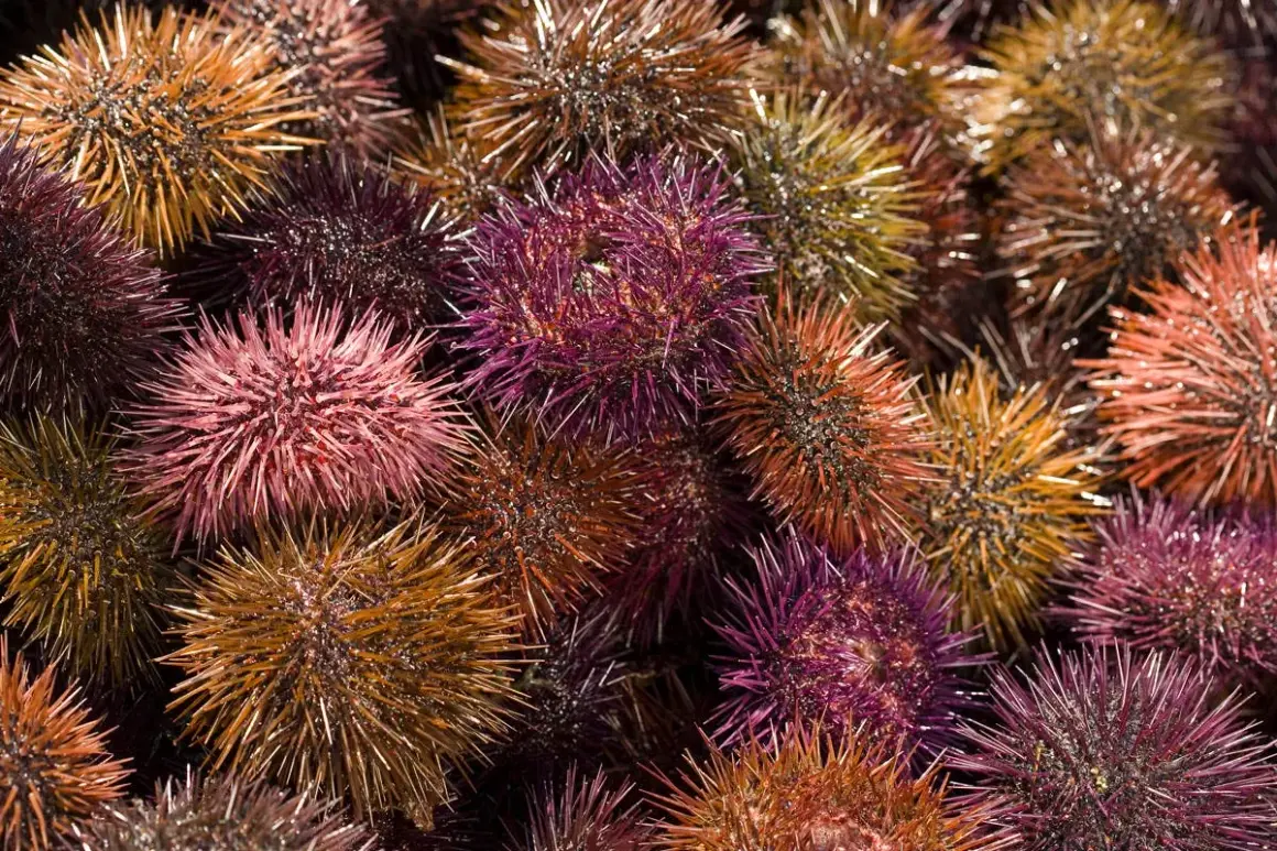 Un assortiment coloré d'oursins à manger, prêts à être dégustés.