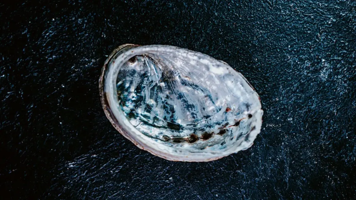 Une coquille d'ormeau nacrée sur fond sombre, prête pour une recette d'ormeau.