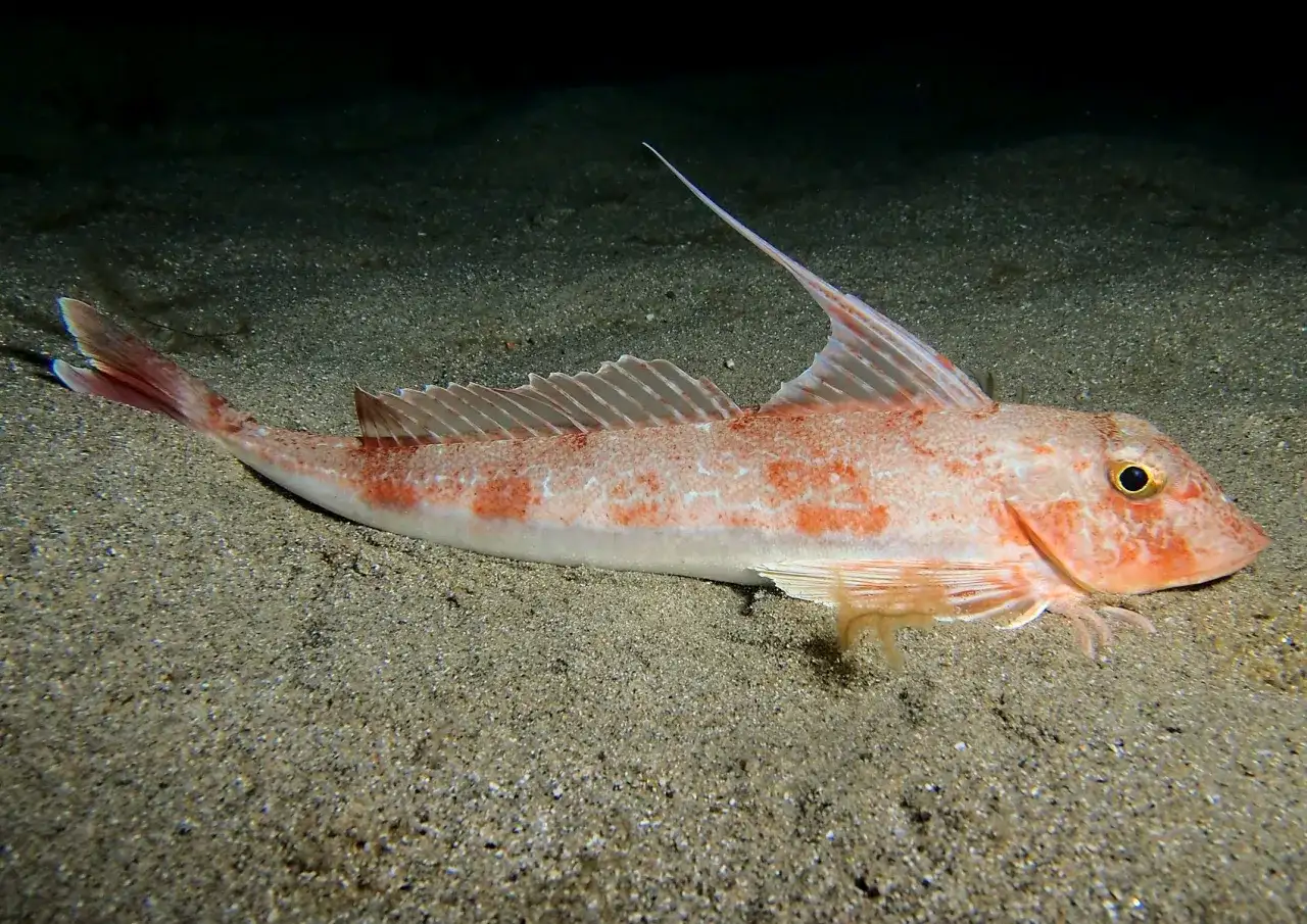 Grondin - Le poisson de fond sous-estimé à redécouvrir