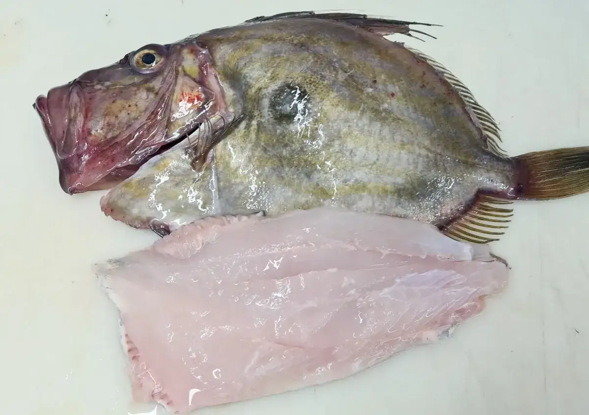 Un saint pierre poisson, pr&ecirc;t &agrave; &ecirc;tre cuisin&eacute;, avec sa chair rose p&acirc;le et son corps aux reflets argent&eacute;s.