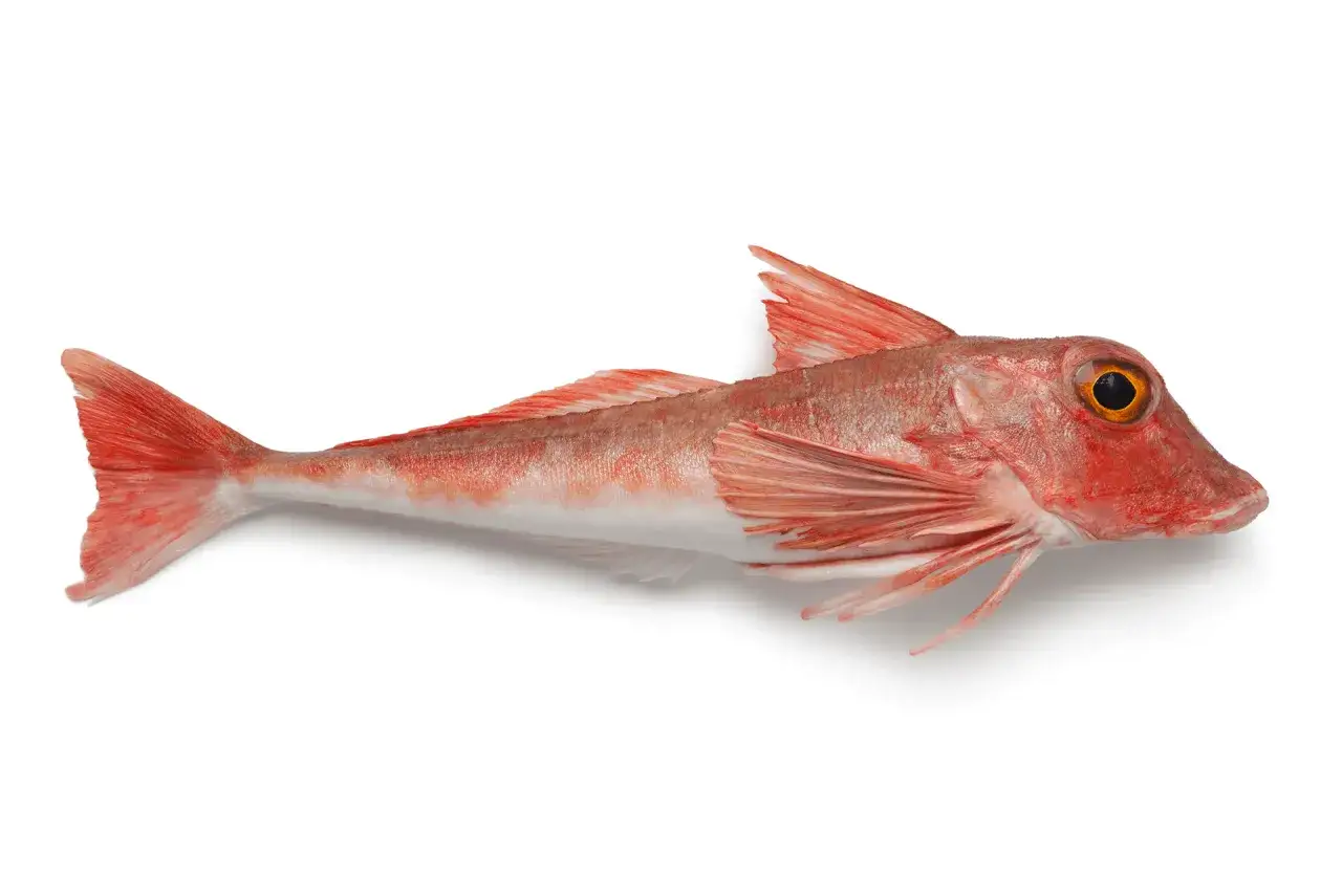 Un grondin rouge, aux reflets orang&eacute;s et &agrave; l'&oelig;il vif, repose sur un fond blanc, pr&ecirc;t &agrave; &ecirc;tre cuisin&eacute;.