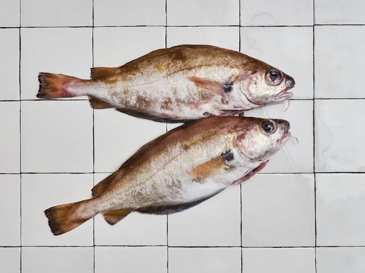Deux poissons tacauds frais, aux reflets argent&eacute;s et bruns, pos&eacute;s sur un carrelage blanc.