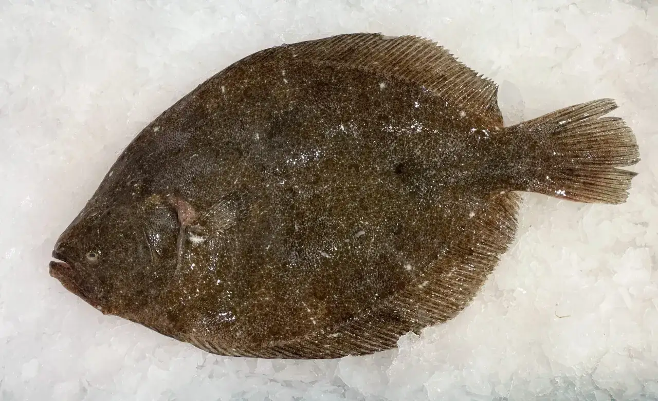 Un poisson barbu, plat et tachet&eacute;, repose sur un lit de glace pil&eacute;e, pr&ecirc;t &agrave; &ecirc;tre cuisin&eacute;.