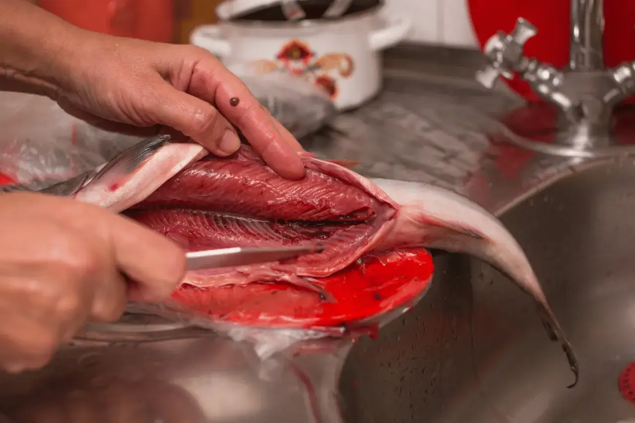 Pr&eacute;paration d'un filer de bar dans une cuisine. Les mains d&eacute;coupent d&eacute;licatement le poisson pour en faire des filets.