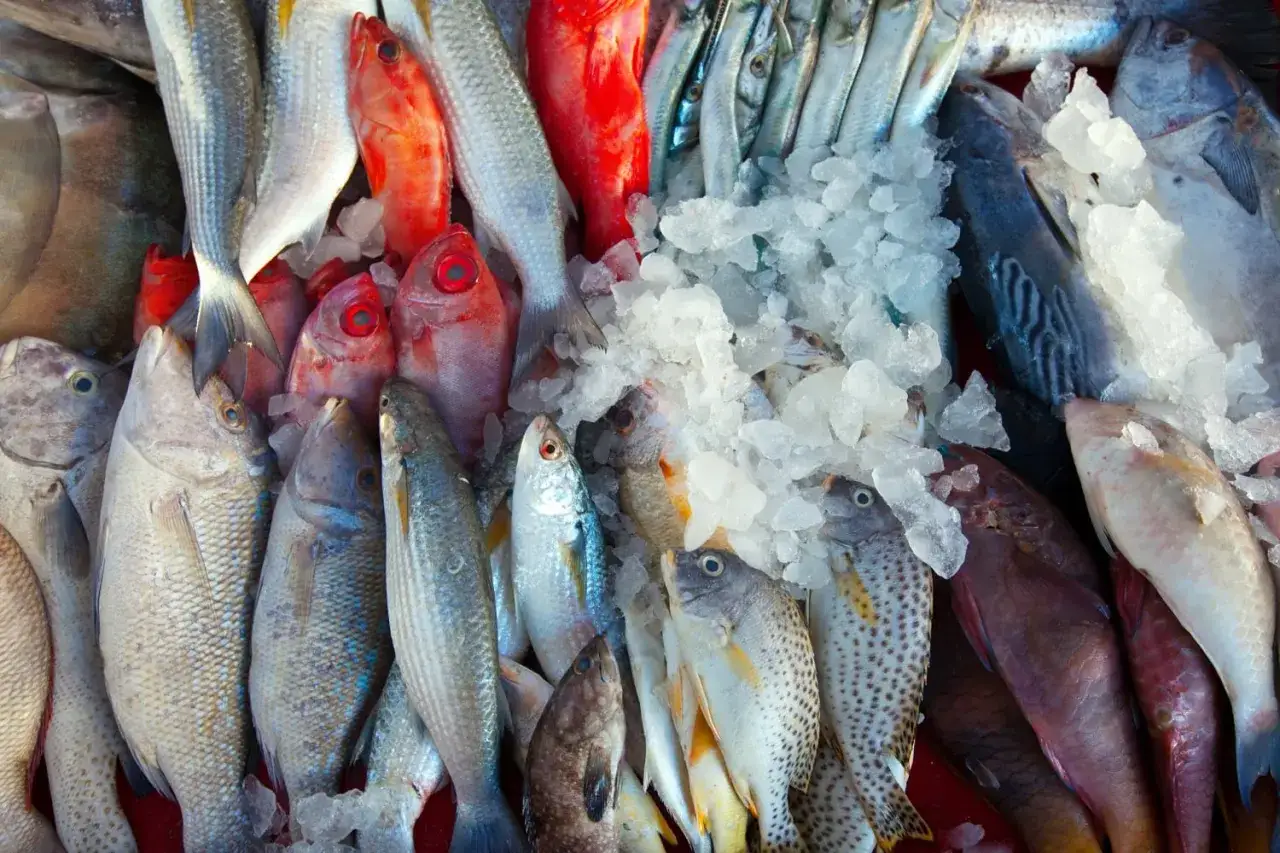 Un étal de poissons frais, dont un mulet, sur de la glace. Des poissons rouges vifs côtoient des espèces argentées et tachetées.