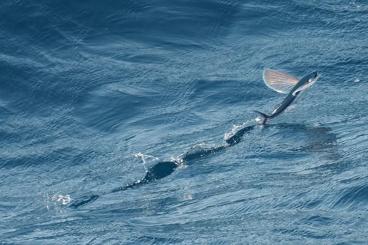 Un poisson ail&eacute; jaillit de l'eau, ses nageoires d&eacute;ploy&eacute;es comme des ailes, laissant une tra&icirc;n&eacute;e d'&eacute;cume derri&egrave;re lui.