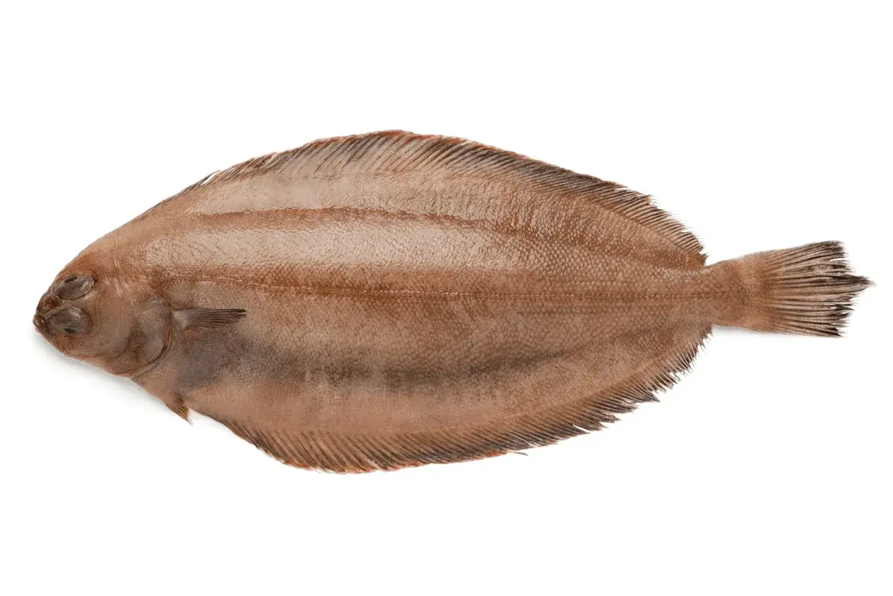 Une limande cardine, poisson plat brun aux yeux sur le dessus, pr&ecirc;te &agrave; &ecirc;tre cuisin&eacute;e.