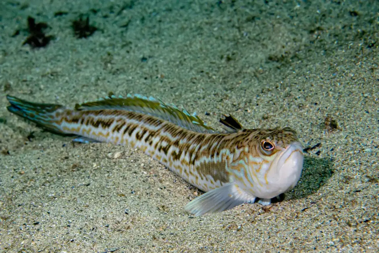 Un poisson aux motifs complexes, un vive poisson, se repose sur le sable.