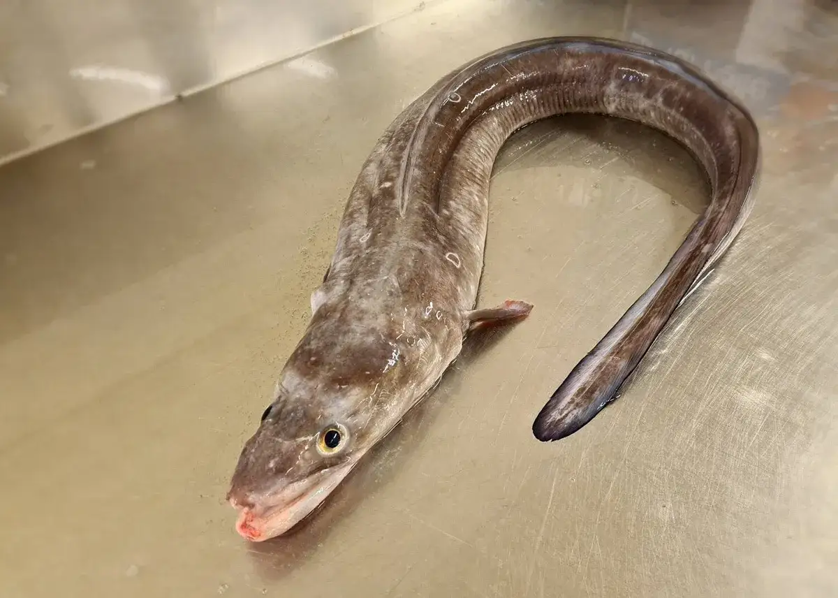 Un poisson congre, long et sinueux, repose sur une surface m&eacute;tallique. Sa peau est mouchet&eacute;e de brun et de gris.