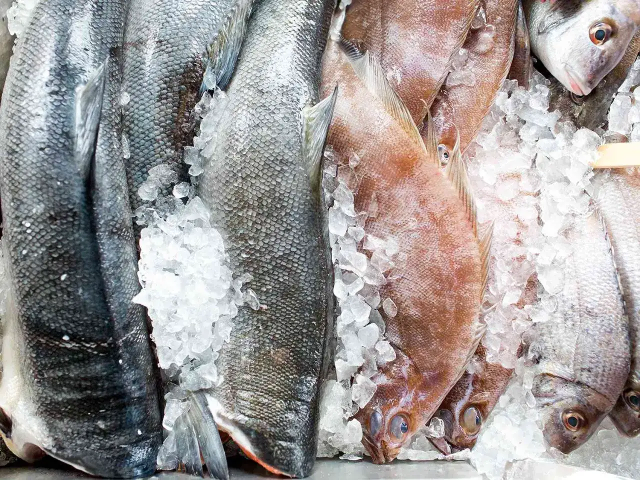Poissons frais sur glace, pr&ecirc;ts pour la conservation. Un frigo id&eacute;al pour garder le poisson frais.
