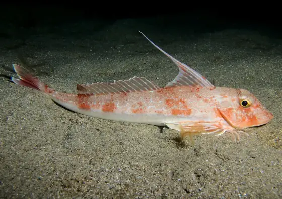 Grondin - Le poisson de fond sous-estimé à redécouvrir