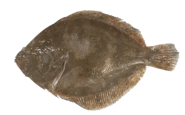 Poisson barbu, plat et brun, prêt à être cuisiné.