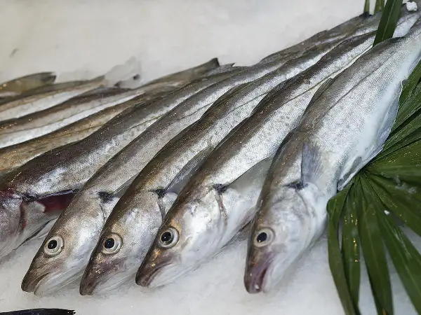 Une rangée de merlu poisson frais sur de la glace, prêts à être cuisinés.