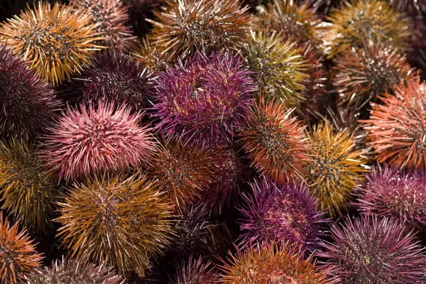 Un assortiment coloré d'oursins à manger, prêts à être dégustés.