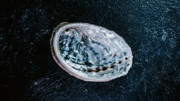 Une coquille d'ormeau nacrée sur fond sombre, prête pour une recette d'ormeau.