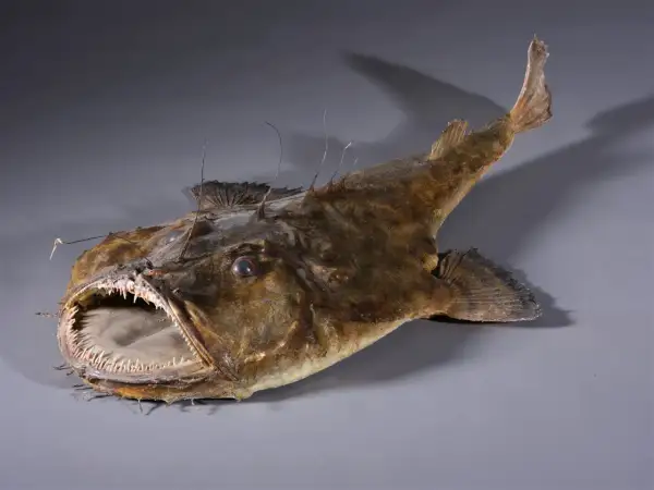 Poisson des profondeurs à la gueule béante et aux dents acérées, aussi connu sous l'autre nom de la lotte.